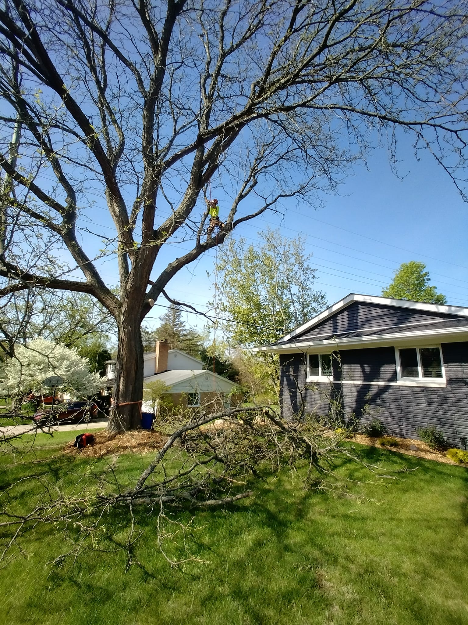 Residential tree trimming project in Metro Detroit