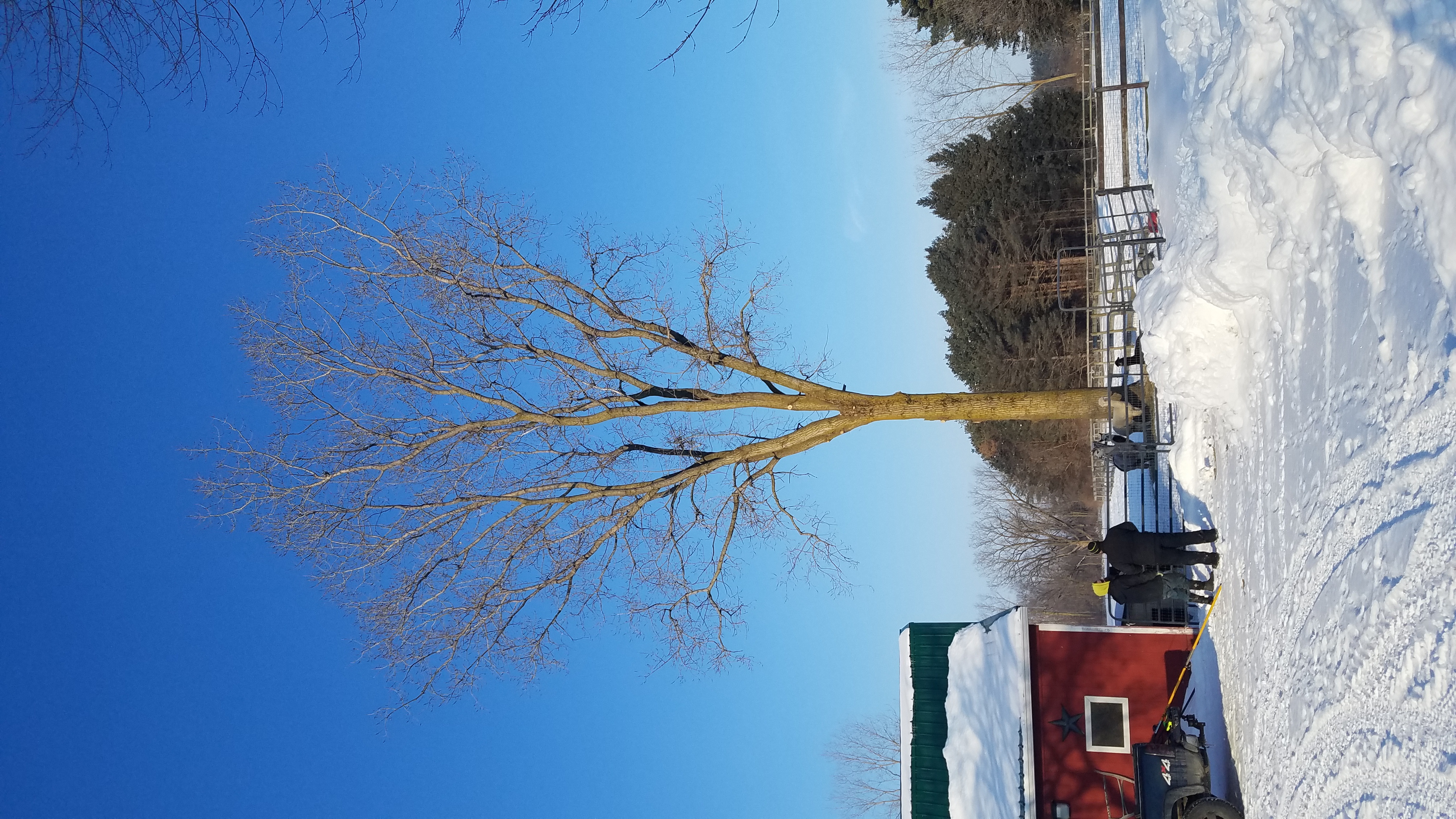 Healthy mature tree maintained beside a Michigan home