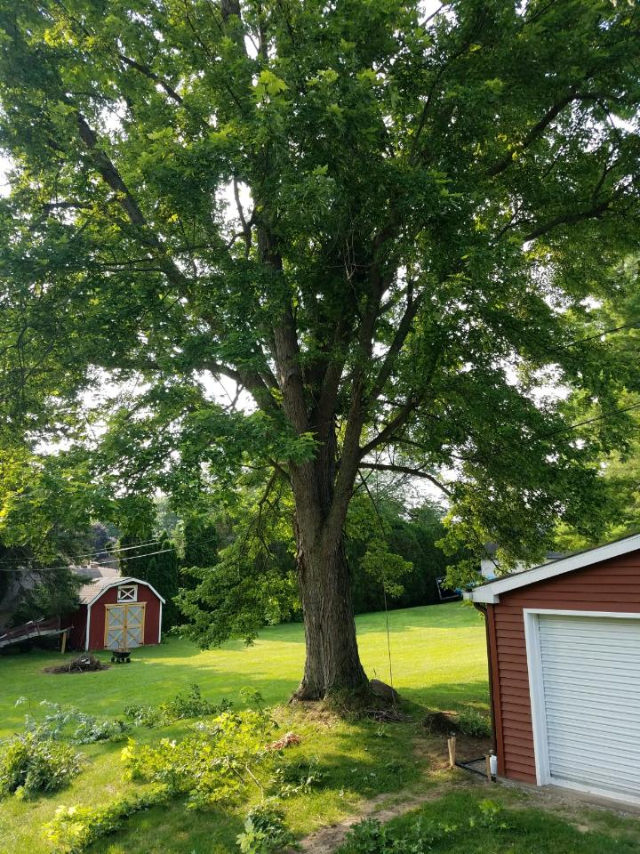 Tree limbs prepared for cleanup after pruning