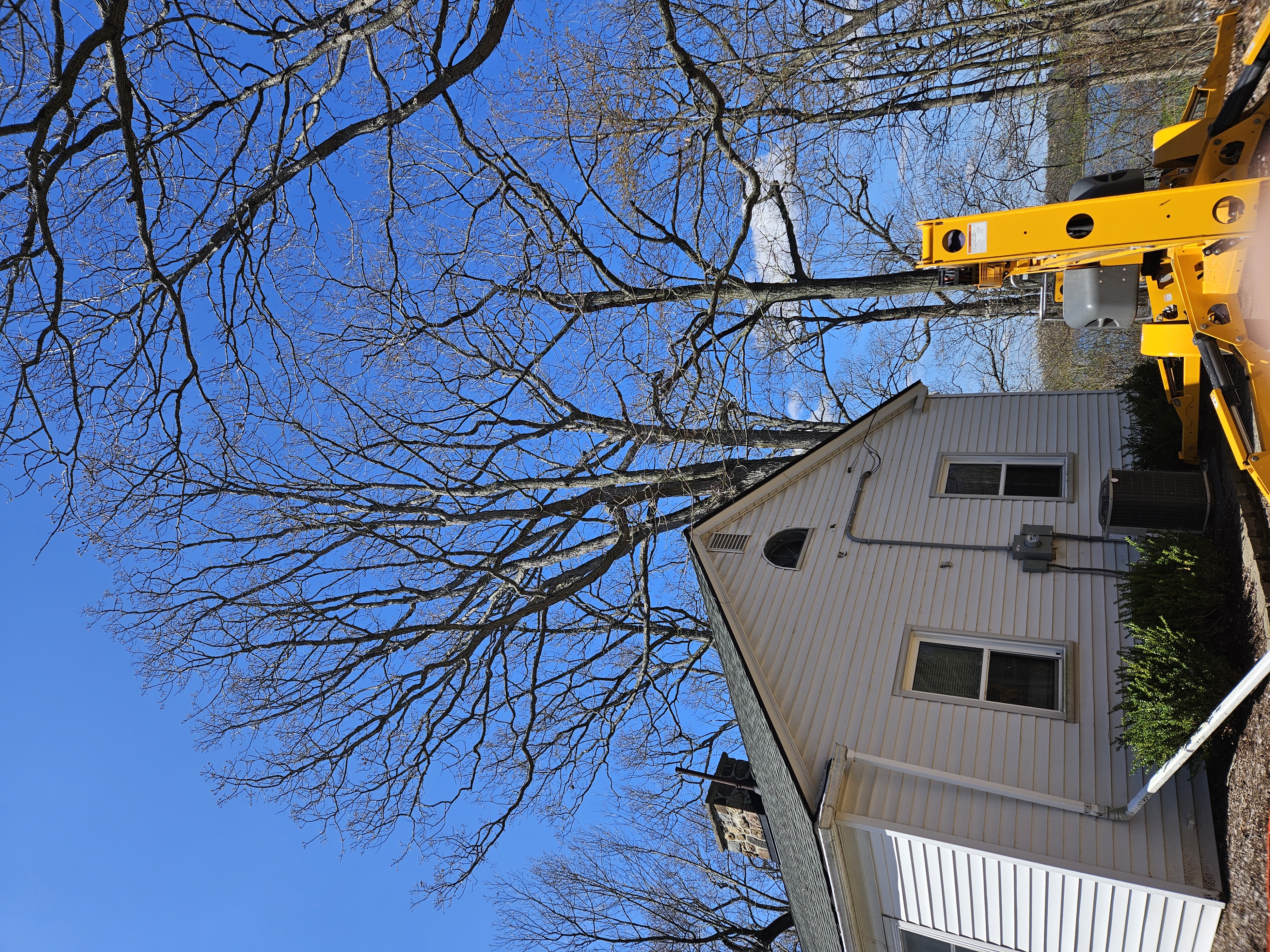 Canopy pruning for healthier Michigan trees