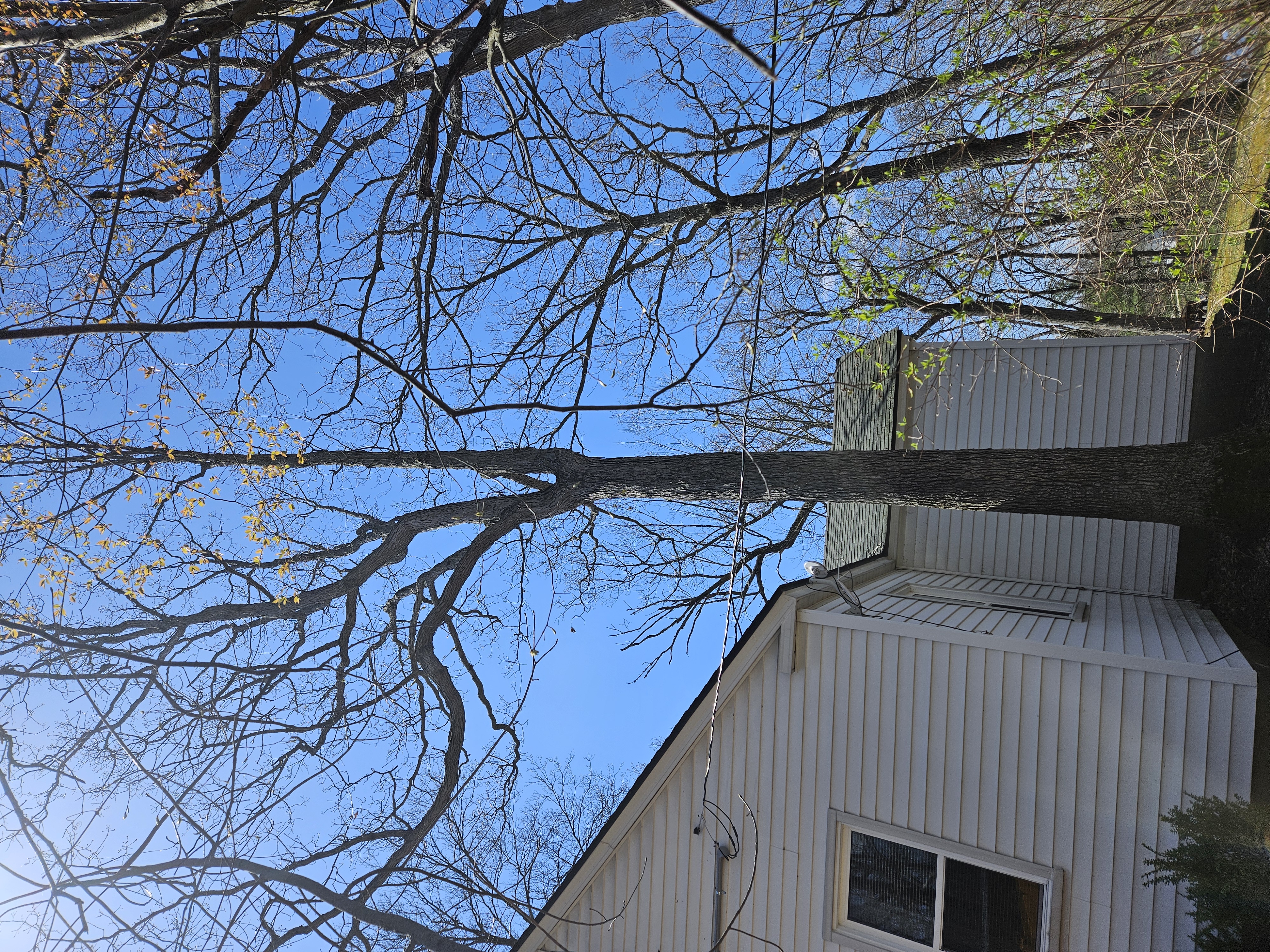 Completed tree service job with clean grounds