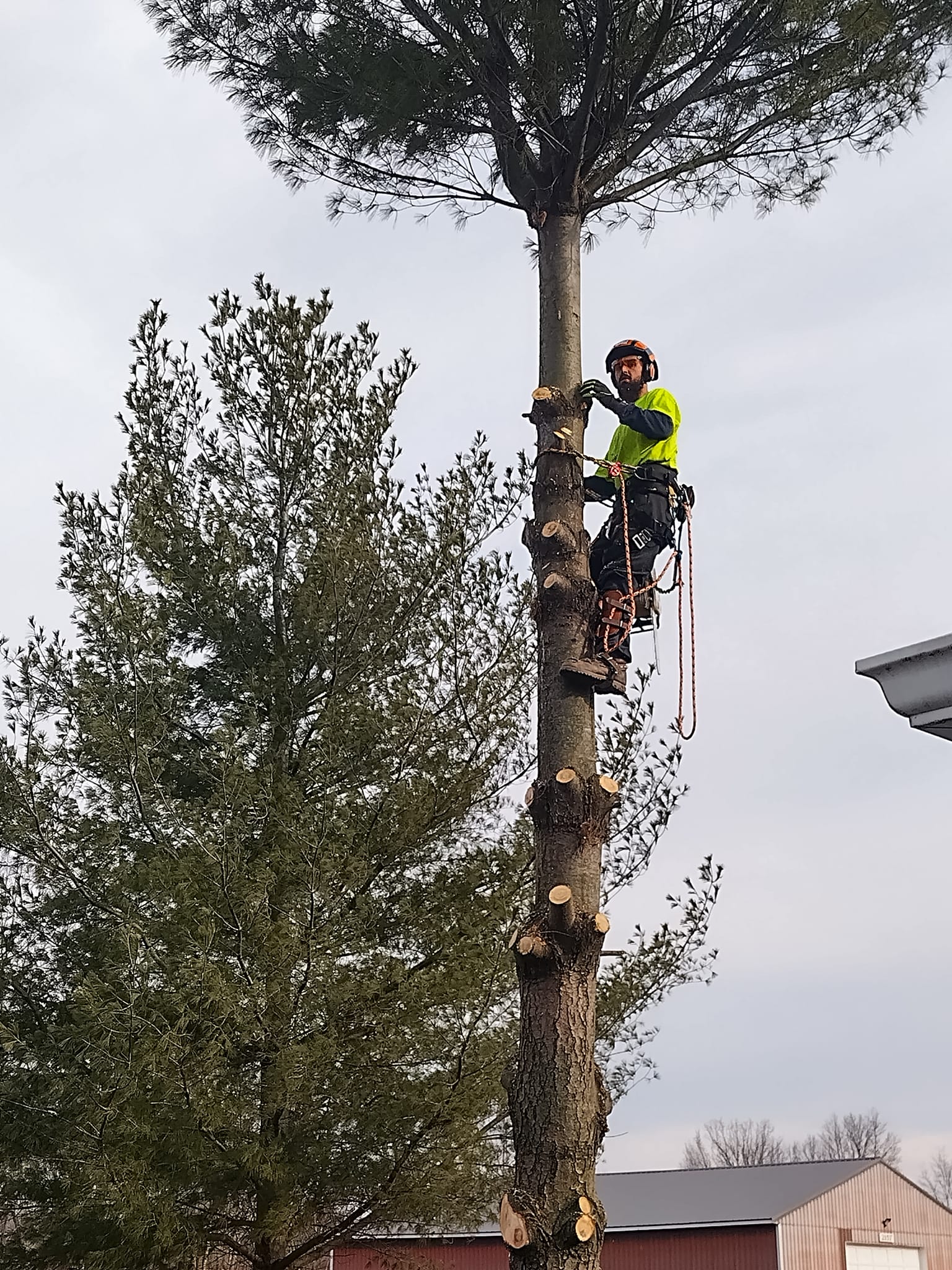 MnB Tree Service property work in Oakland County