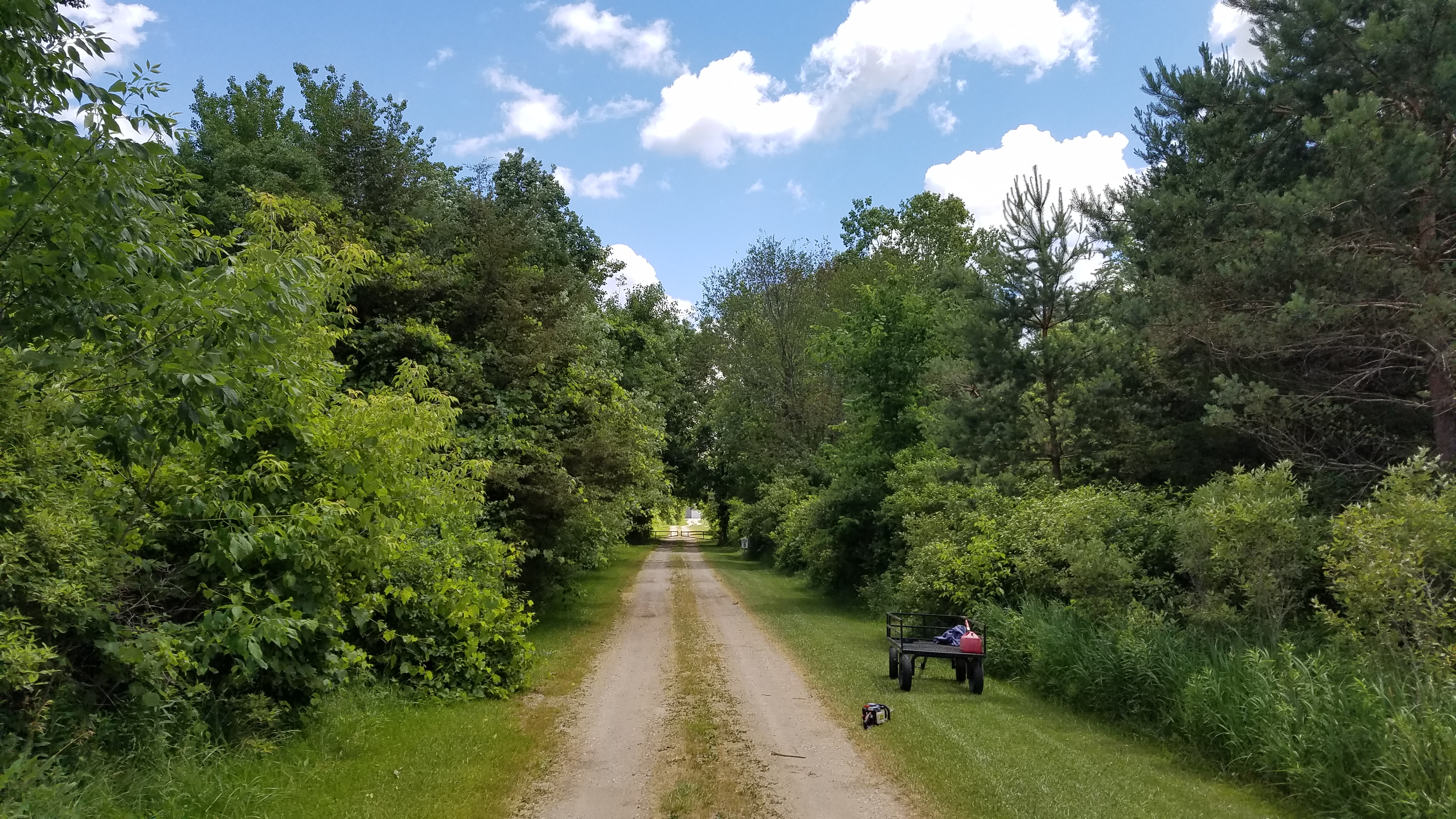 Mature trees and Michigan property cared for by MnB Tree Service